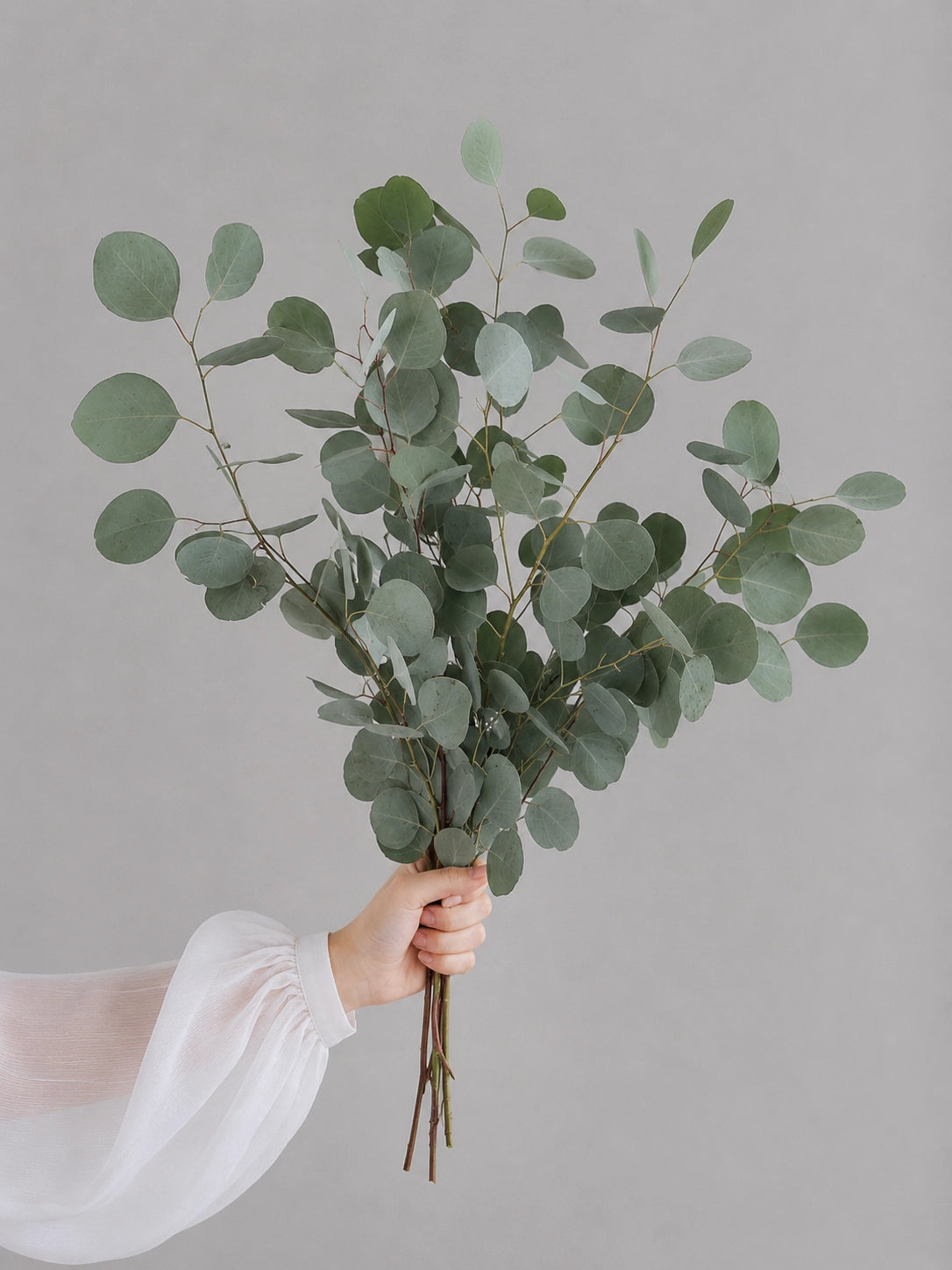 Heart Leaf Eucalyptus｜心形尤加利葉，葉片圓潤，清新自然，適合花束與花藝設計。