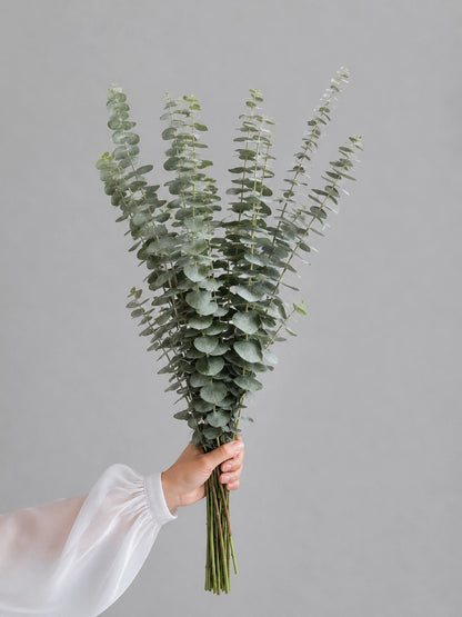 Silver Dollar Eucalyptus｜銀元尤加利，銀綠色葉片，質感柔和，經典百搭。