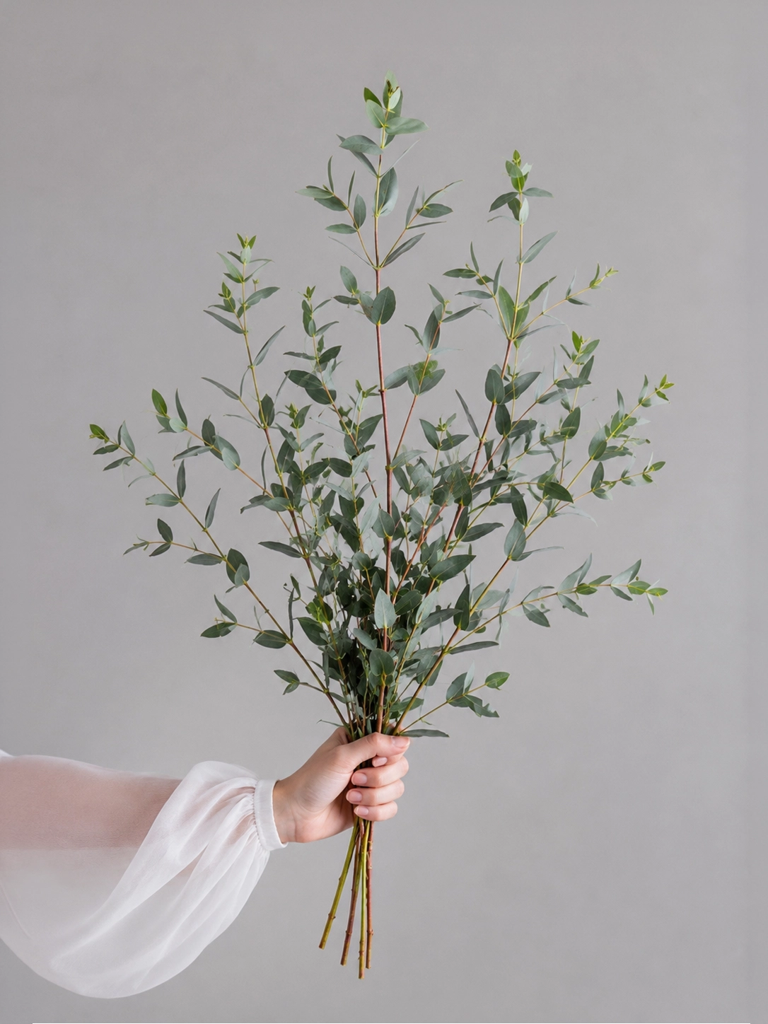 Willow Eucalyptus｜柳葉尤加利，葉片修長，線條飄逸，增添自然層次。