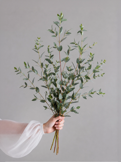 Willow Eucalyptus｜柳葉尤加利，葉片修長，線條飄逸，增添自然層次。