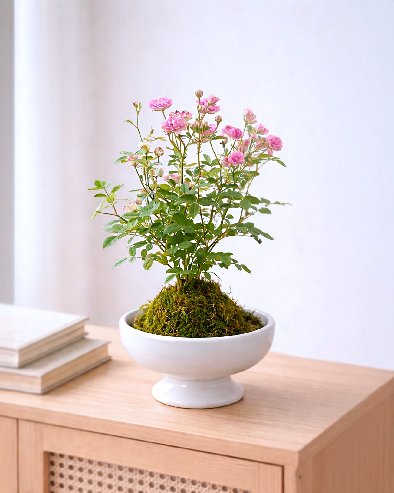 Miniature Rose Kokedama | 姬月季苔蘚球