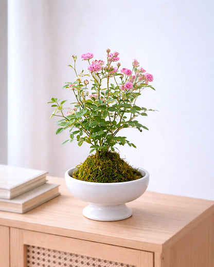 Miniature Rose Kokedama | 姬月季苔蘚球