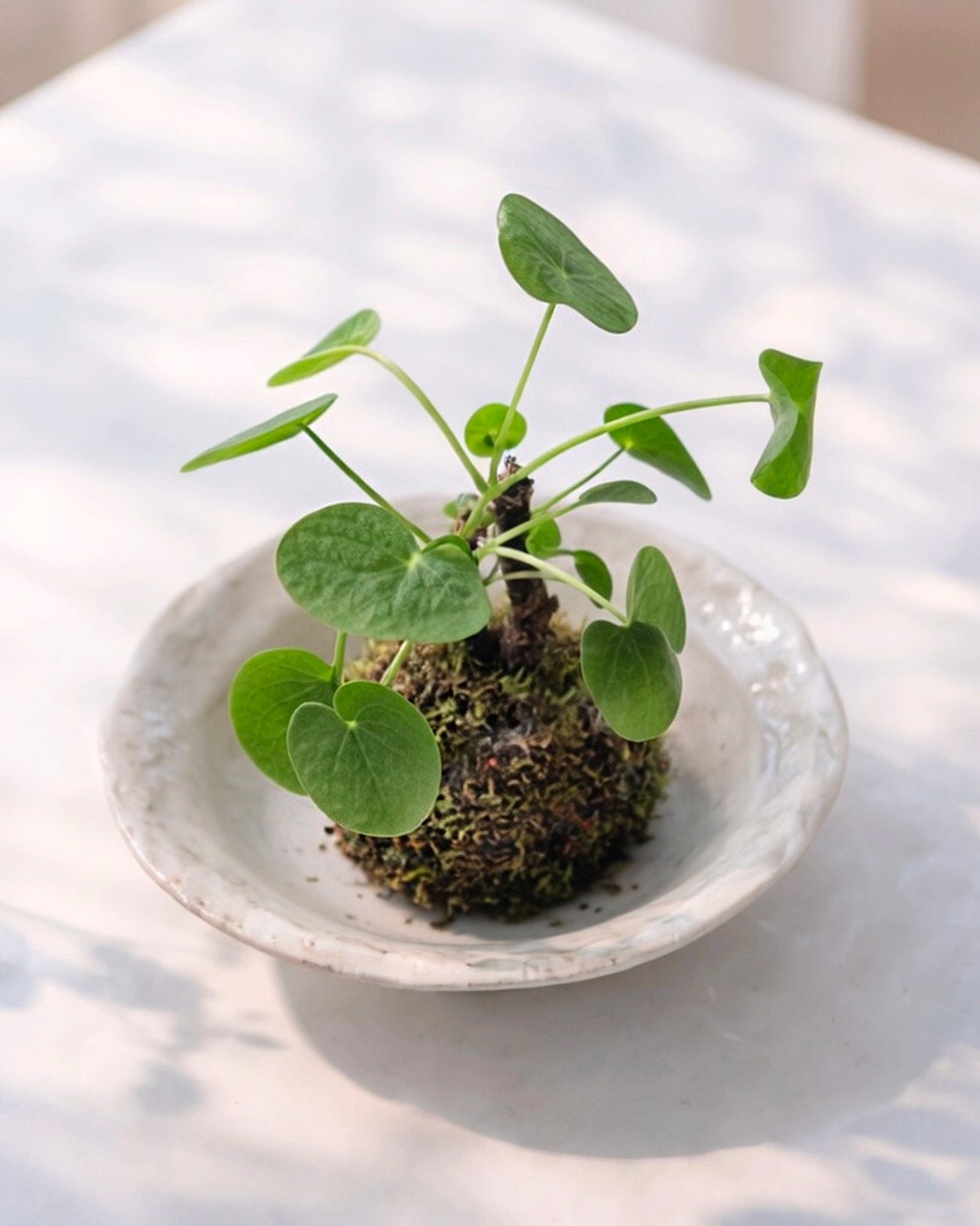 Chinese Money Plant Kokedama | 鏡面草苔蘚球