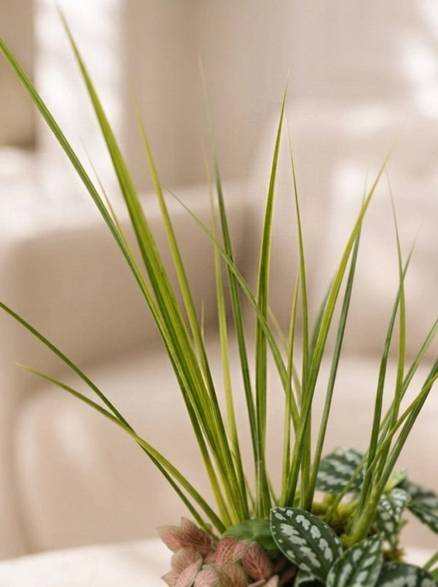 Forest Harmony Kokedama 森林和諧日式苔蘚球，葉片及植物細節 close-up