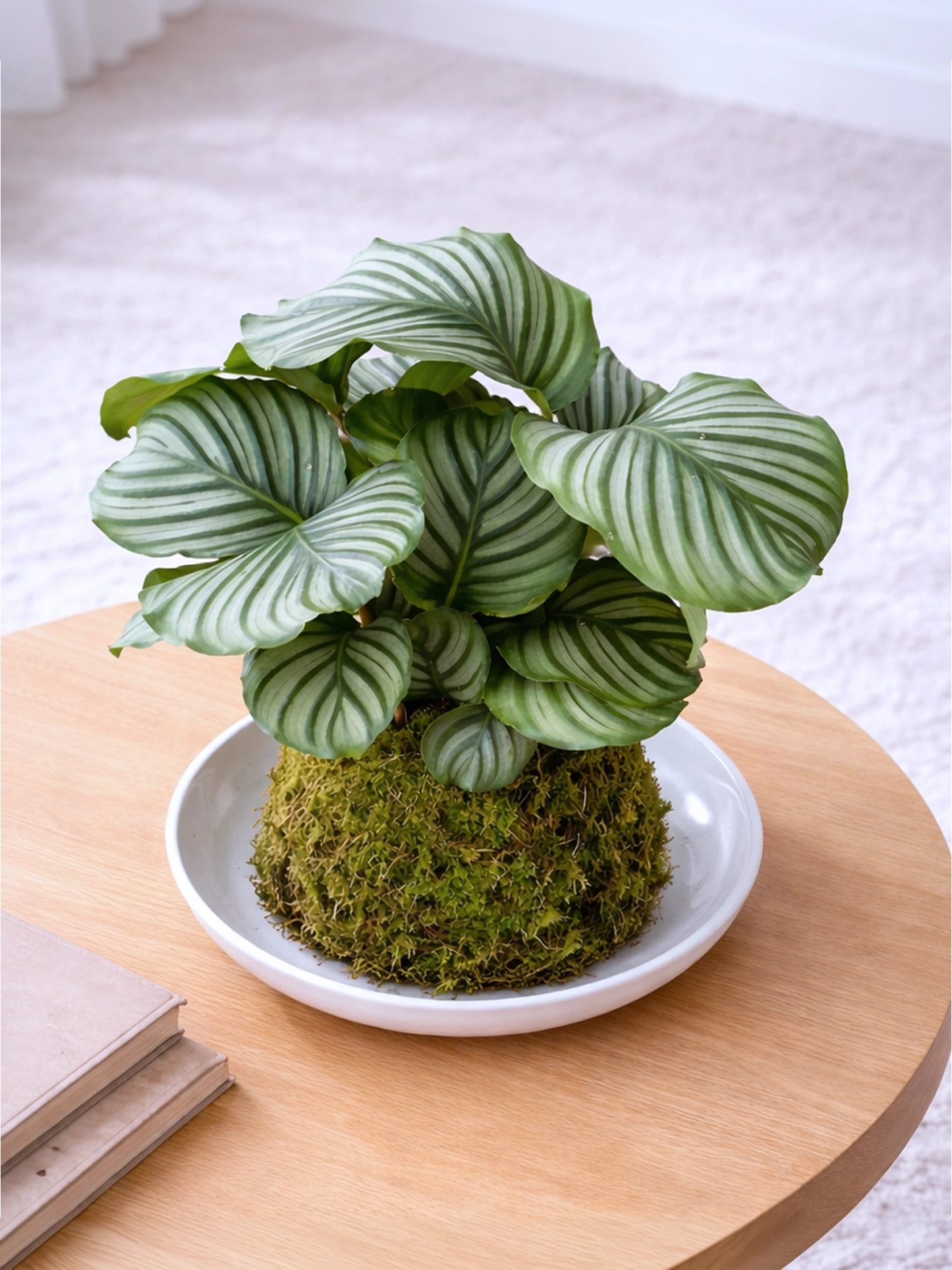 Green Apple Plant Kokedama | 青蘋果苔蘚球