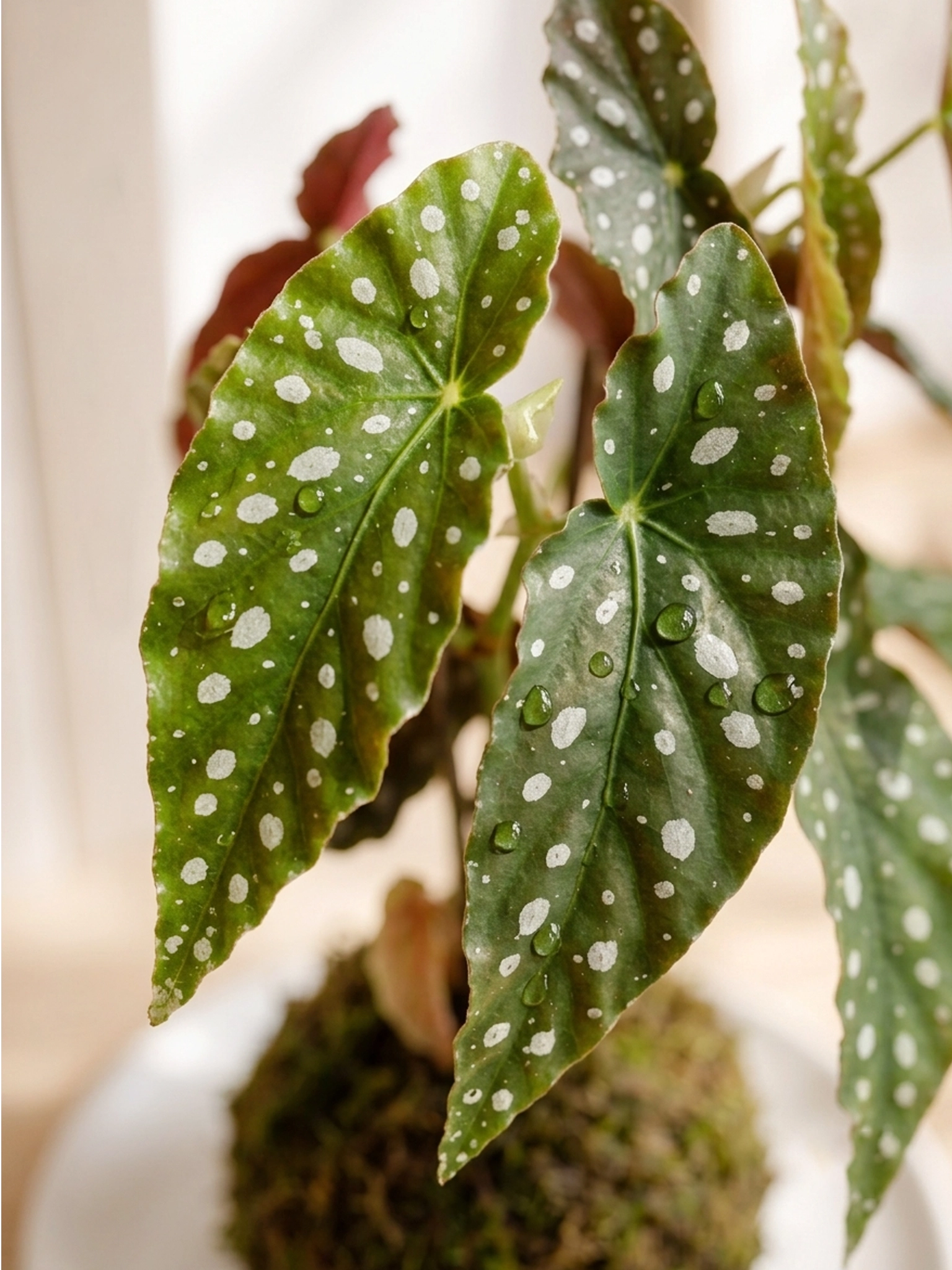 Polka Dot Begonia Kokedama 龜魚秋海棠苔蘚球，白色斑點葉片 close-up，日式苔蘚球植物