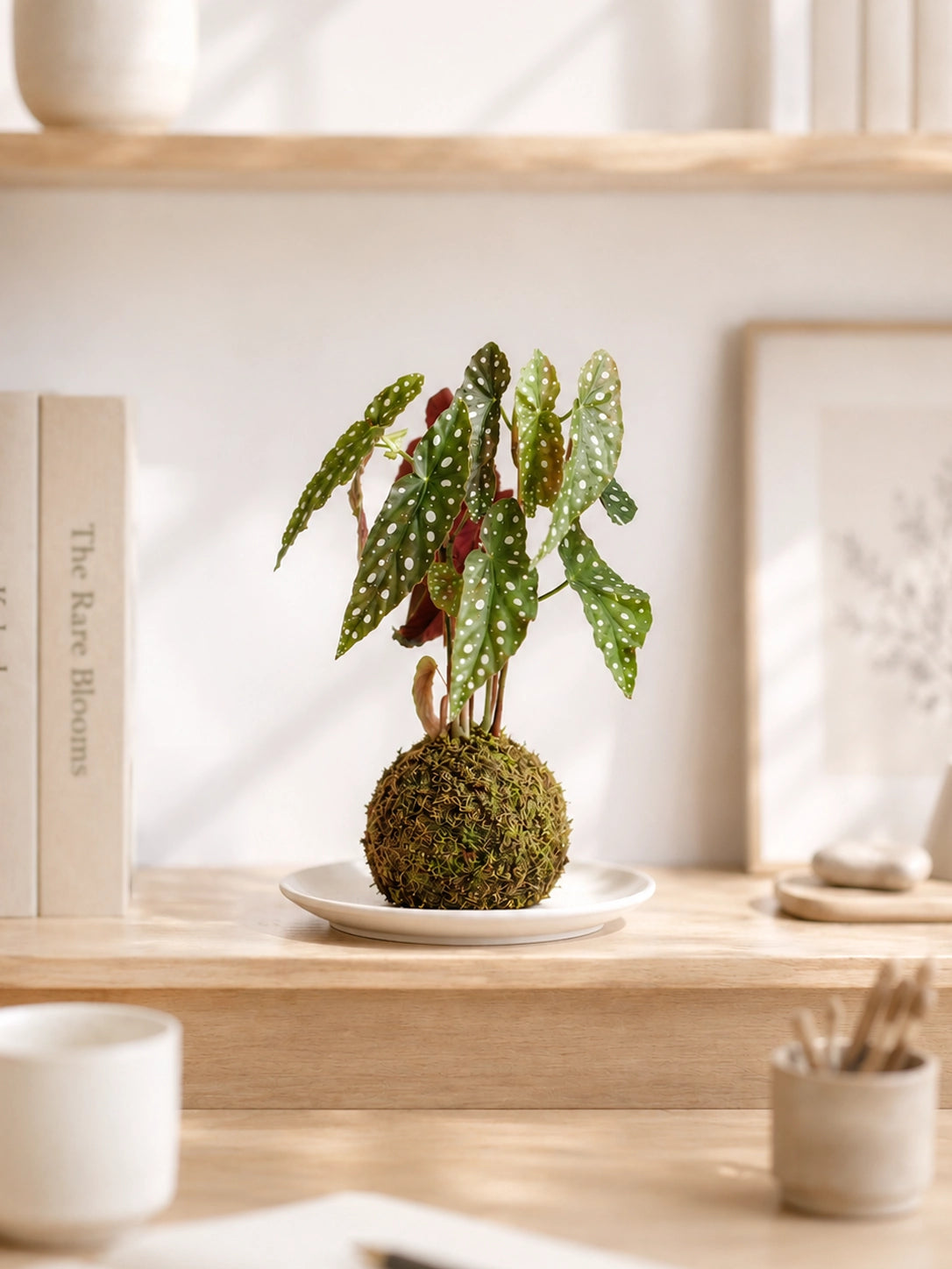 Polka Dot Begonia Kokedama 龜魚秋海棠苔蘚球，正面展示，Japanese moss ball 室內植物