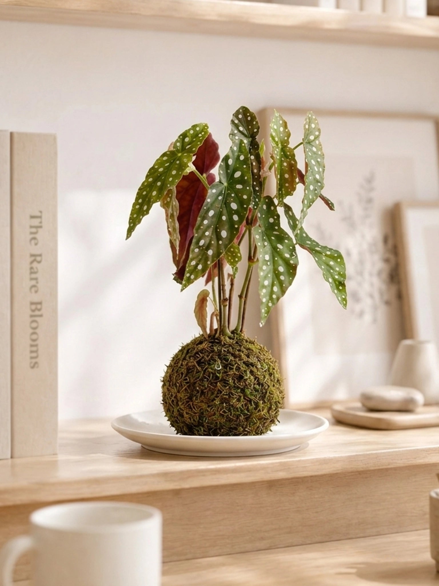 Polka Dot Begonia Kokedama 龜魚秋海棠苔蘚球，serene home décor，日式苔蘚球家居擺設