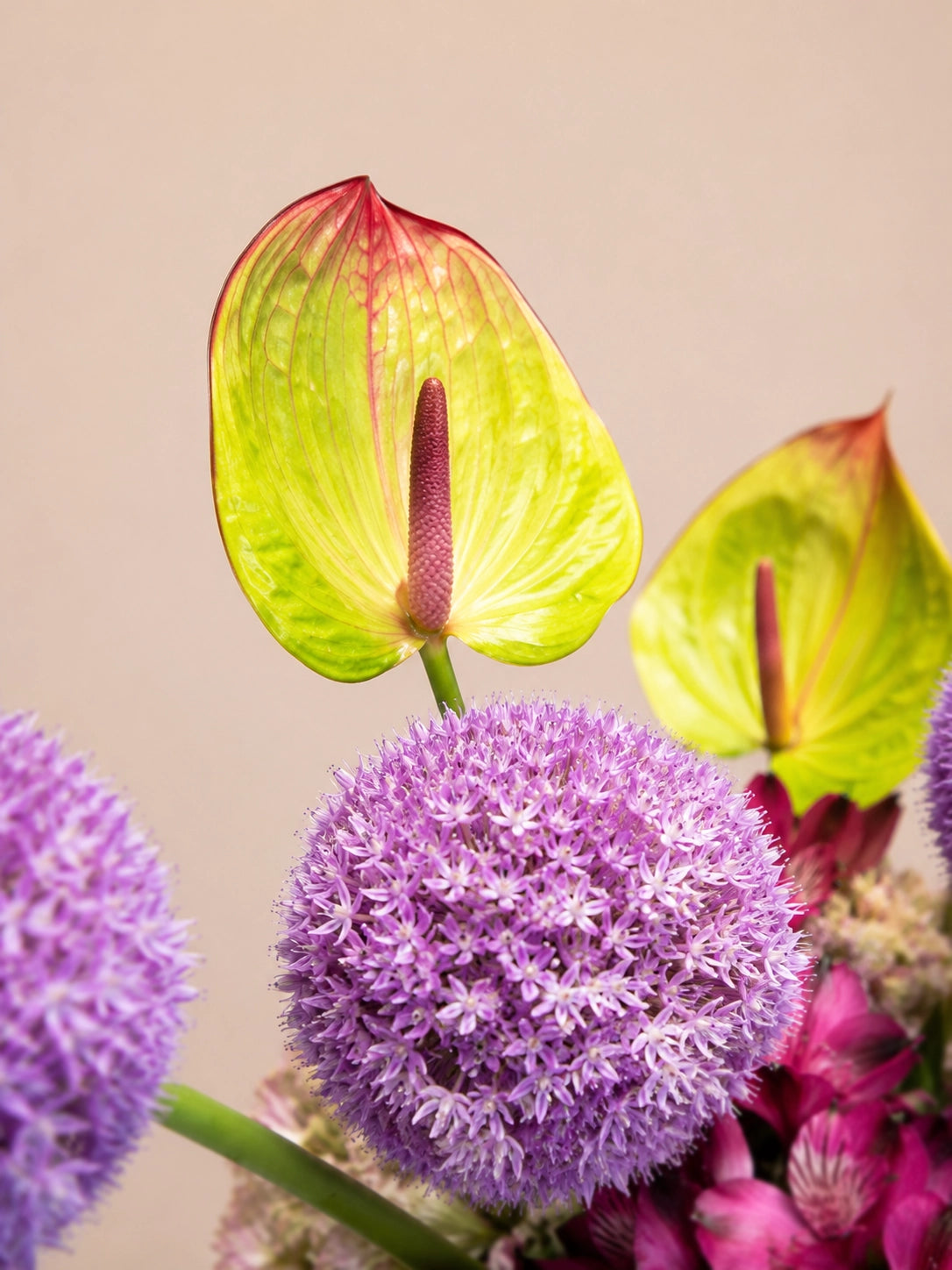 Lavender Skies Vase close-up，紫色 allium 同 green anthurium 細節，modern floral texture with elegant purple blooms