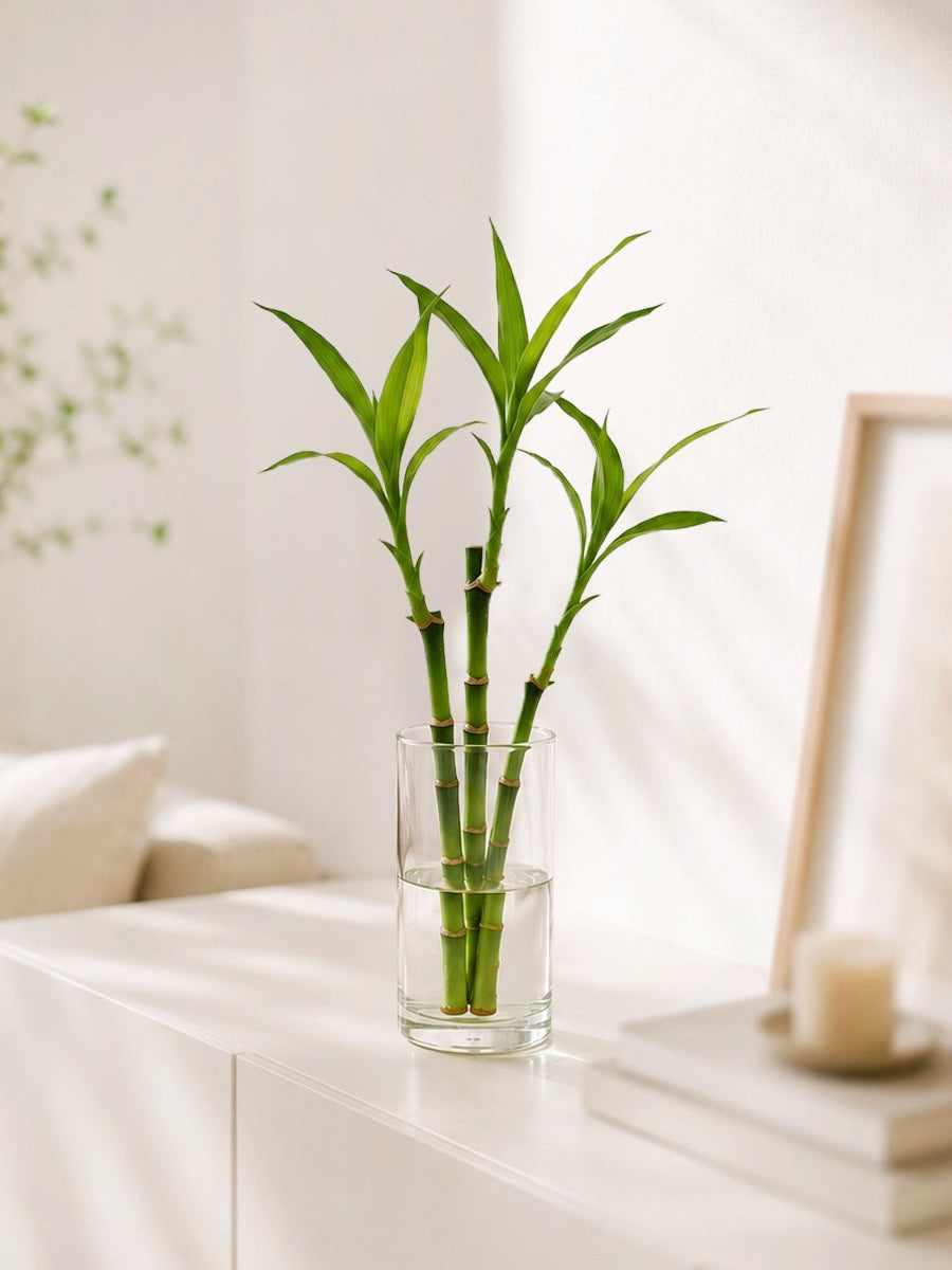 Lucky Bamboo 富貴竹 in glass vase, Feng Shui plant for home & office, bringing prosperity and positive energy
