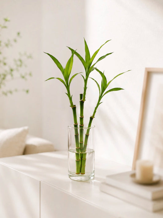 Lucky Bamboo 富貴竹 in glass vase, Feng Shui plant for home & office, bringing prosperity and positive energy