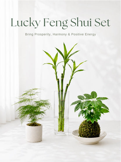 Lucky Feng Shui Set｜Lucky Bamboo、文竹 Asparagus Fern 同 Money Tree Kokedama，Bring Harmony & Prosperity