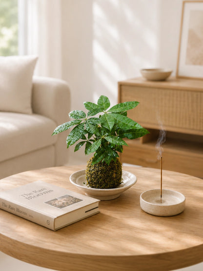 Money Tree Kokedama 擺放於 Living Room，為家居增添綠意與 Prosperity