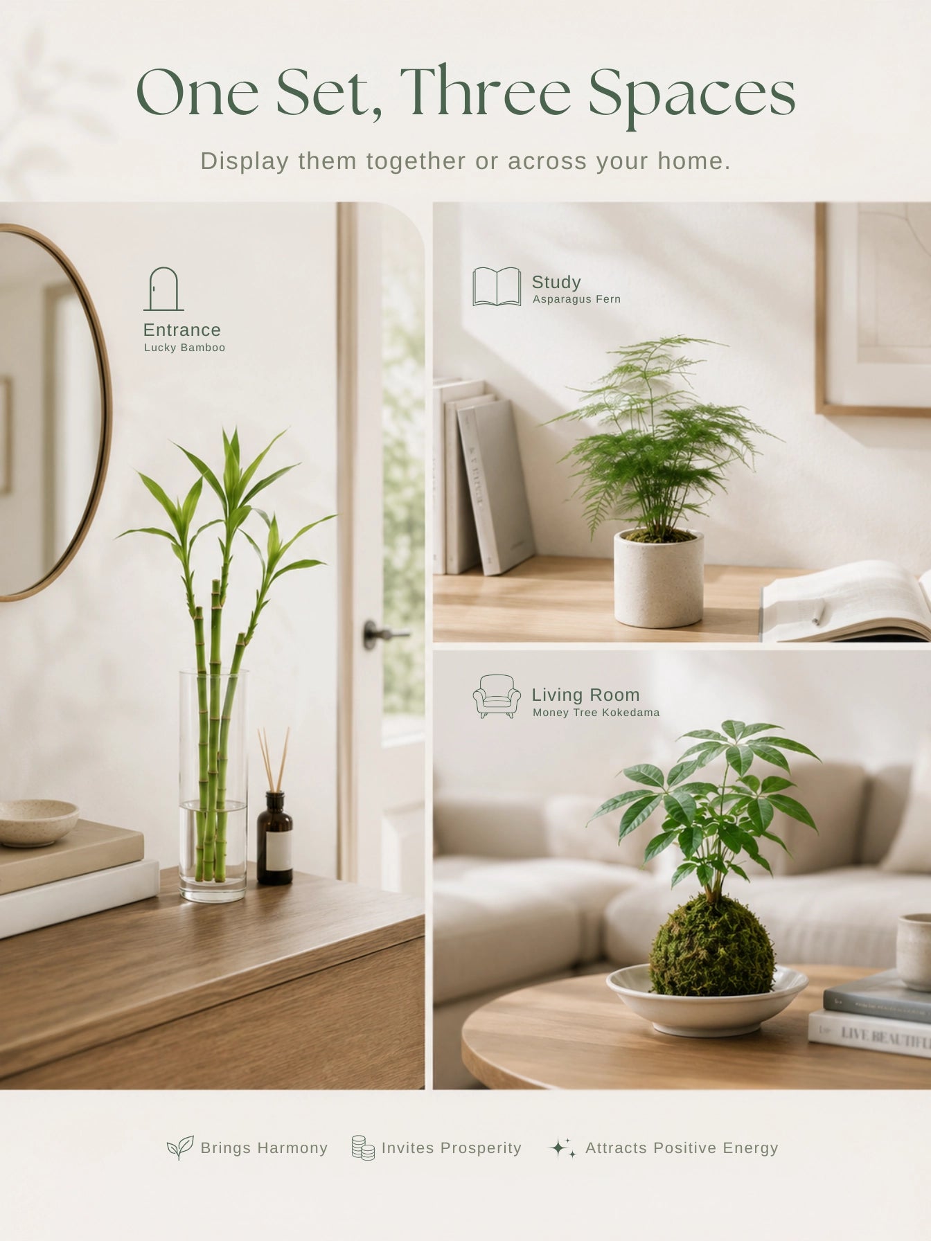 Lucky Bamboo 放玄關、文竹放書房、Money Tree Kokedama 放客廳，一套植物點綴全屋