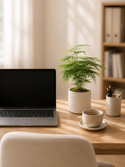 文竹 Asparagus Fern 擺放於 Study Desk，營造平靜舒適 workspace