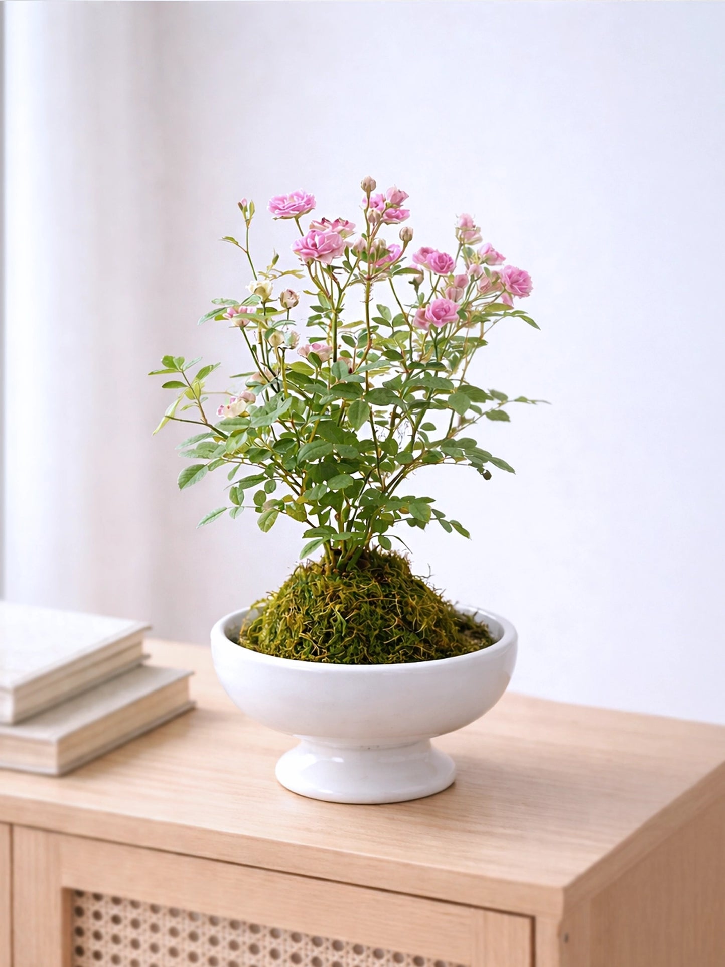 Miniature Rose Kokedama | 姬月季苔蘚球