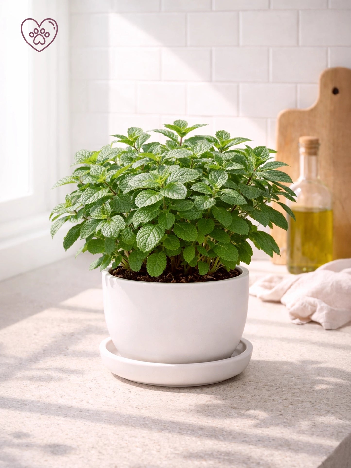 新鮮薄荷盆栽，適合泡茶及家居香草花園。Fresh potted mint plant for tea and home gardens.