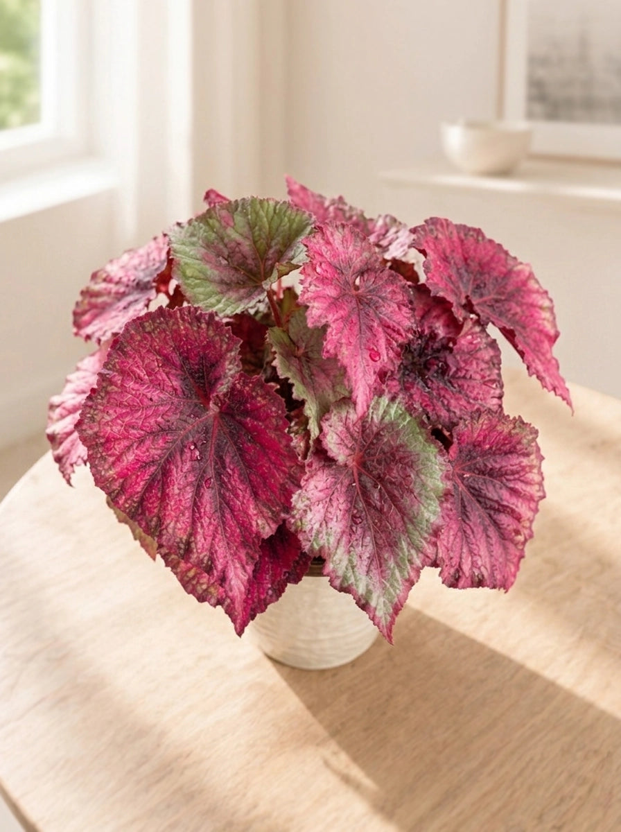 Miss Provence Begonia 普羅旺斯秋海棠 on wooden table｜vibrant pink foliage｜室內觀葉植物