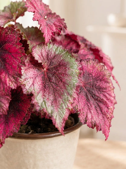 Close-up of Miss Provence Begonia 普羅旺斯秋海棠 colourful textured leaves｜Foliage Plants Hong Kong｜Serene Haven Floristry