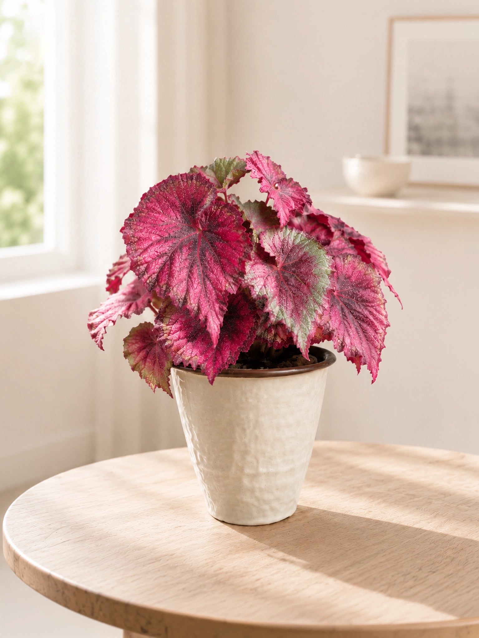 Miss Provence Begonia 普羅旺斯秋海棠 in ceramic pot with soft daylight｜Foliage Plants Hong Kong｜Serene Haven Floristry