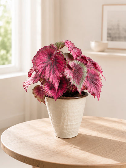 Miss Provence Begonia 普羅旺斯秋海棠 in ceramic pot with soft daylight｜Foliage Plants Hong Kong｜Serene Haven Floristry