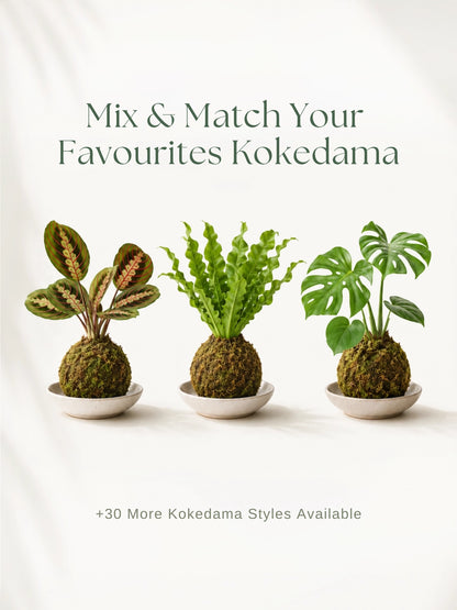日式苔蘚球 Kokedama｜Mix & Match 自由配搭最愛植物，30+ 款 Kokedama Styles Available