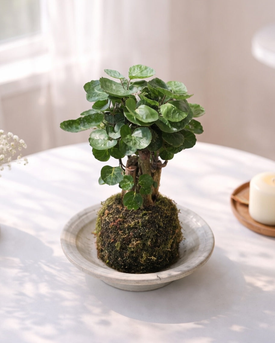 Money Plant Kokedama | 錢兜苔蘚球