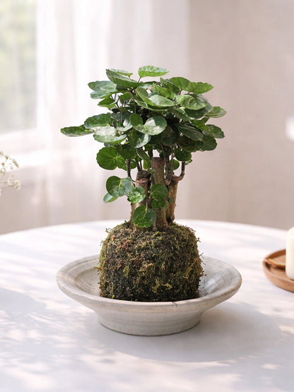 Money Plant Kokedama | 錢兜苔蘚球