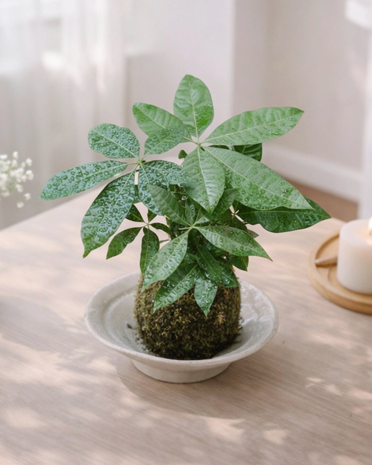 Money Tree Kokedama｜發財樹苔蘚球