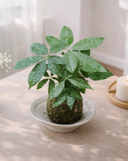 Money Tree Kokedama｜發財樹苔蘚球
