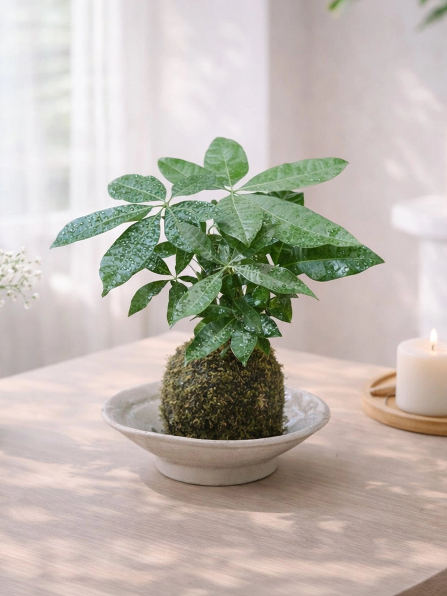 Money Tree Kokedama｜發財樹苔蘚球