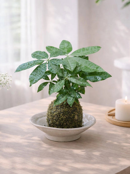 Money Tree Kokedama｜發財樹苔蘚球