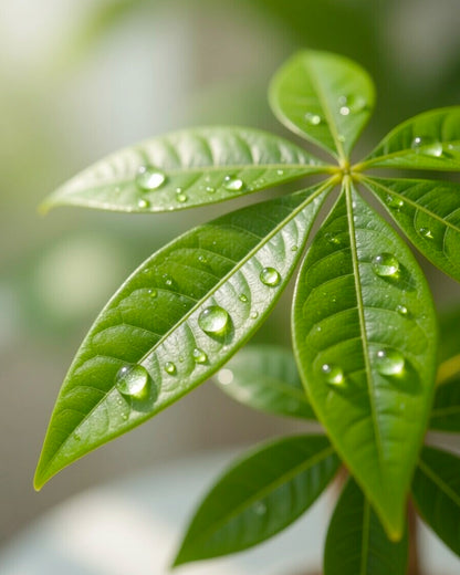 發財樹 Money Tree 葉片特寫