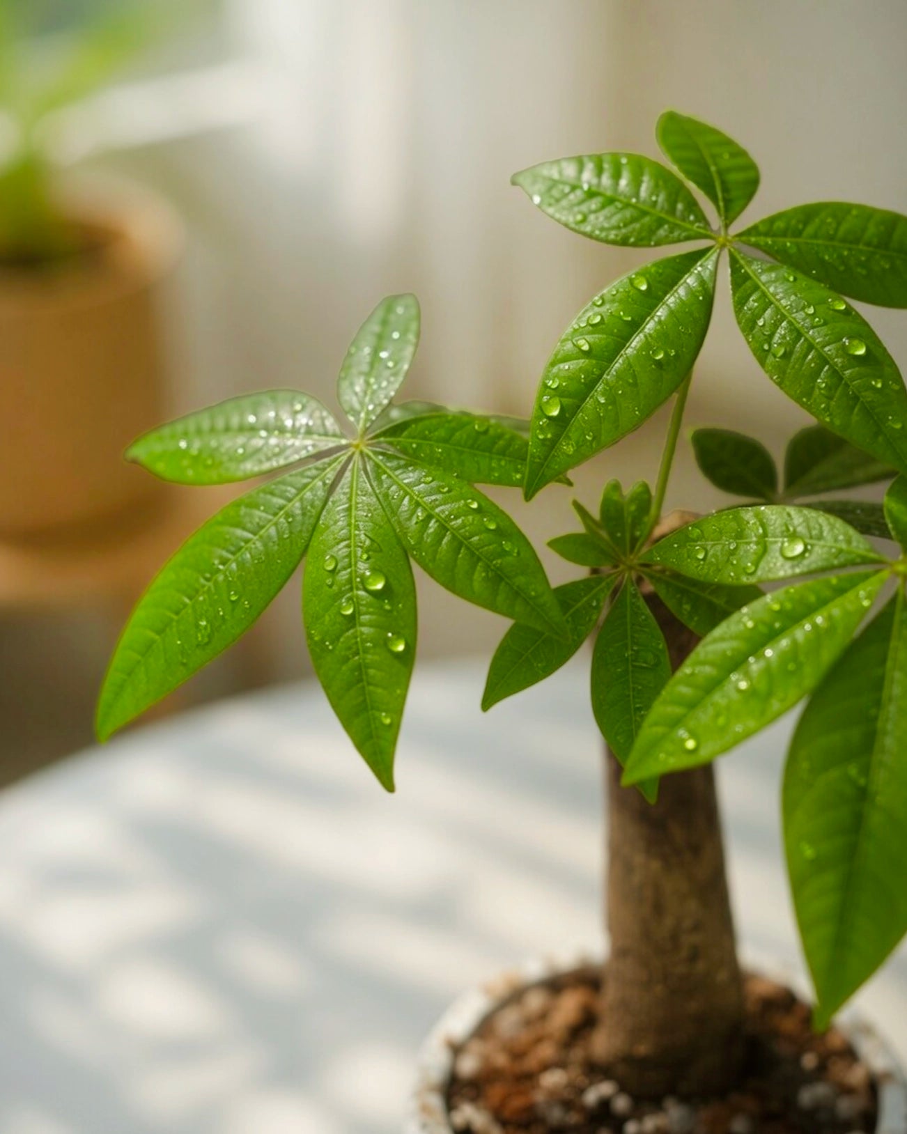 發財樹 Money Tree 樹幹及葉片細節