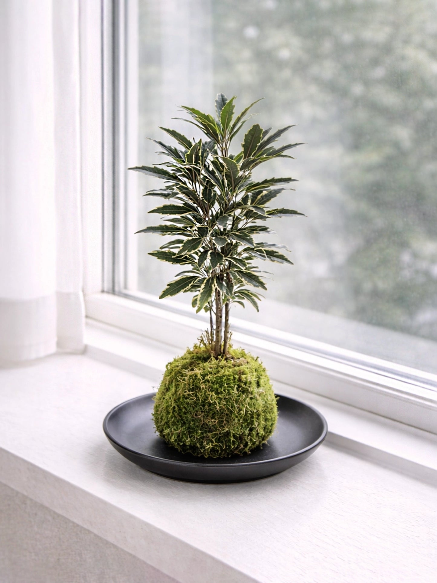 Peacock Plant (Calathea) Kokedama | 孔雀木苔蘚球