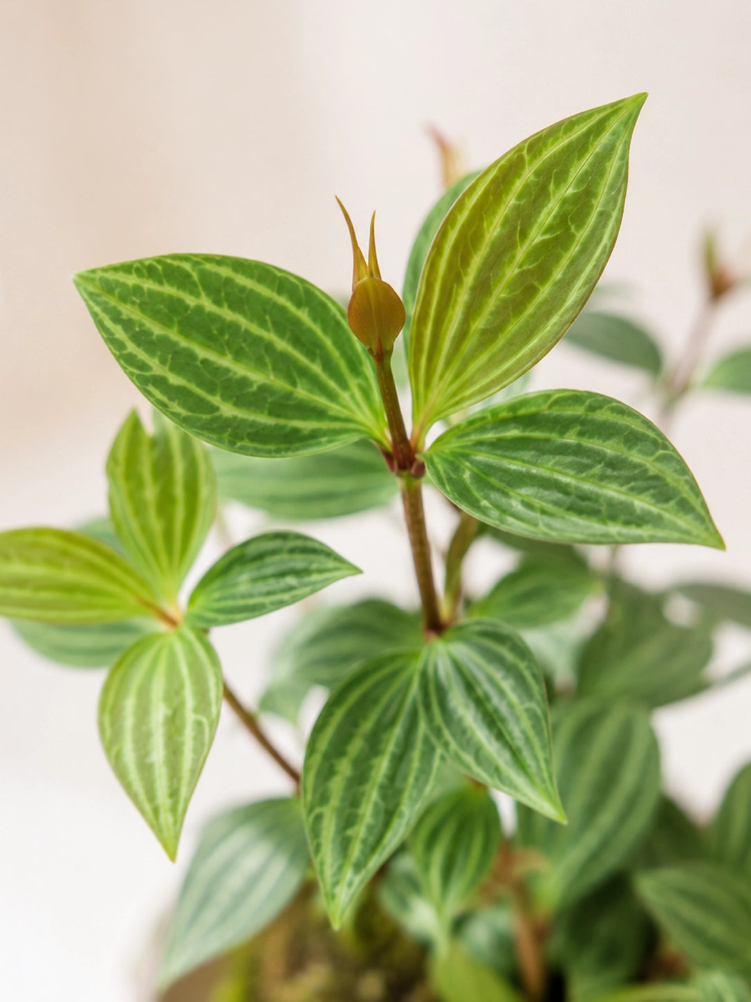 Peperomia Tetragona Kokedama 葉片細節 close-up，綠色條紋葉紋清晰，handcrafted kokedama Hong Kong