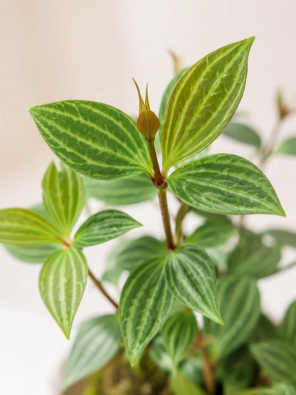 Peperomia Tetragona Kokedama 葉片細節 close-up，綠色條紋葉紋清晰，handcrafted kokedama Hong Kong