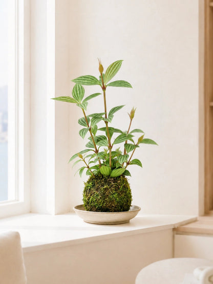 Peperomia Tetragona Kokedama 白脈椒草苔蘚球，放置於窗台自然光下，minimalist indoor plant Hong Kong