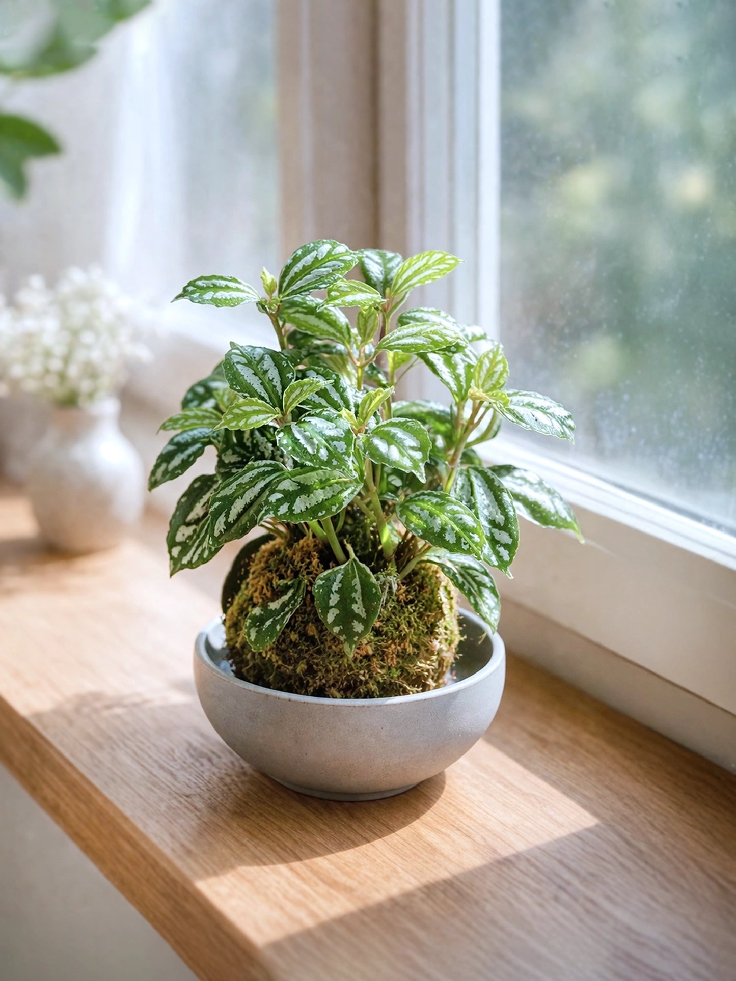 Pilea Cadeirei (Aluminum Plant) Kokedama | 冰水花苔蘚球