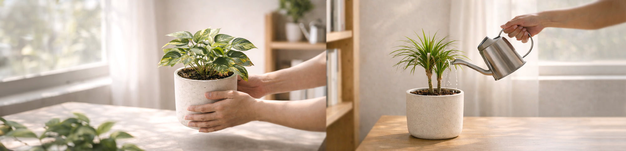Serene Haven 植物寄養服務，為室內植物提供細心照顧與短期寄養。Plant Foster Care service by Serene Haven, providing thoughtful short-term care for indoor plants.