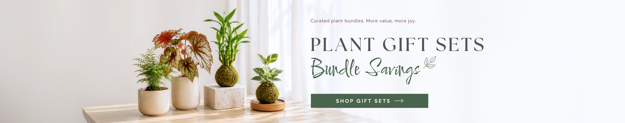 Plant Gift Sets bundle savings with handcrafted kokedama, begonias and indoor plants｜植物禮品套裝組合優惠