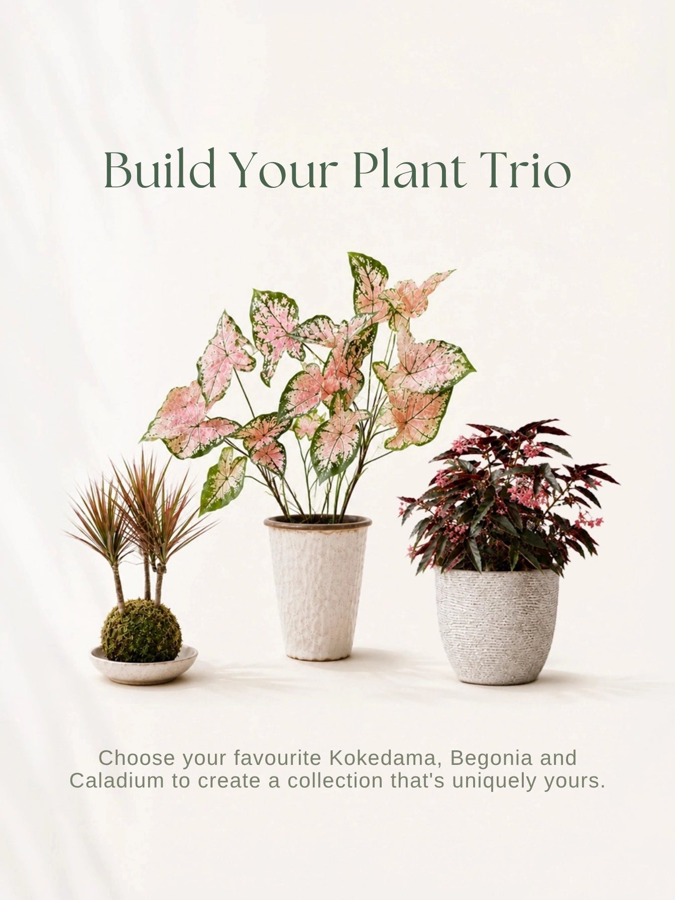自由選擇 Kokedama、Begonia 同 Caladium，mix your favourite plant trio
