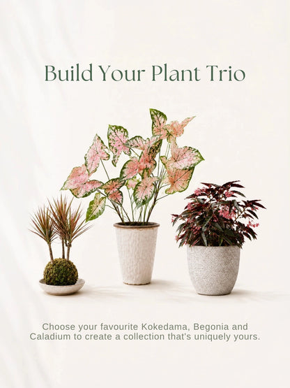 自由選擇 Kokedama、Begonia 同 Caladium，mix your favourite plant trio