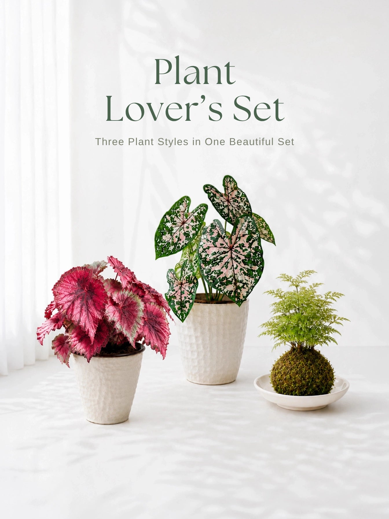 Plant Lover's Set｜自選 Kokedama、Begonia 同 Caladium，打造專屬 indoor plant trio