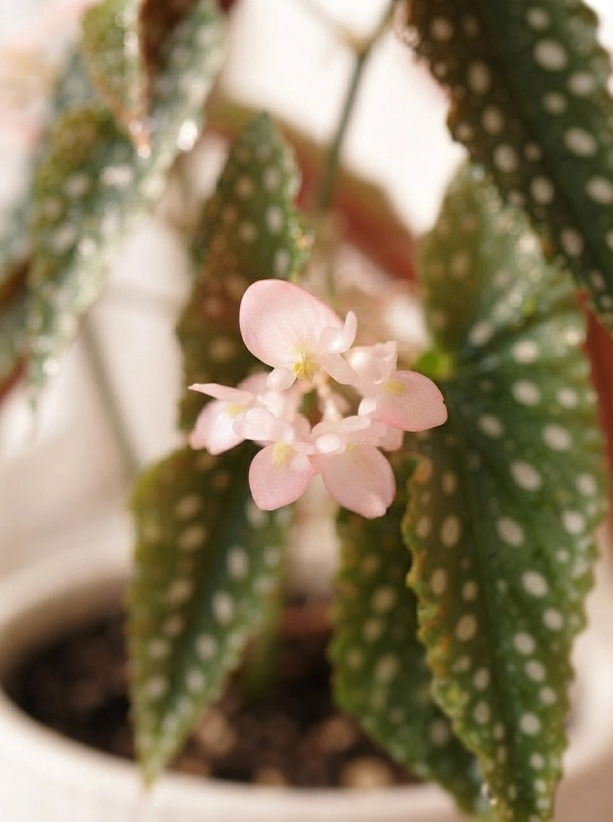 Close-up of Polka Dot Begonia 鱒魚秋海棠 pink flowers and spotted leaves｜Foliage Plants Hong Kong｜Serene Haven Floristry