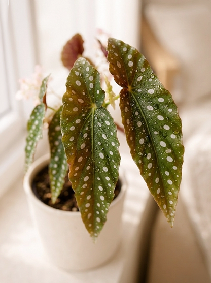Close-up of Polka Dot Begonia 鱒魚秋海棠 silver-spotted foliage｜觀葉植物 for modern home décor