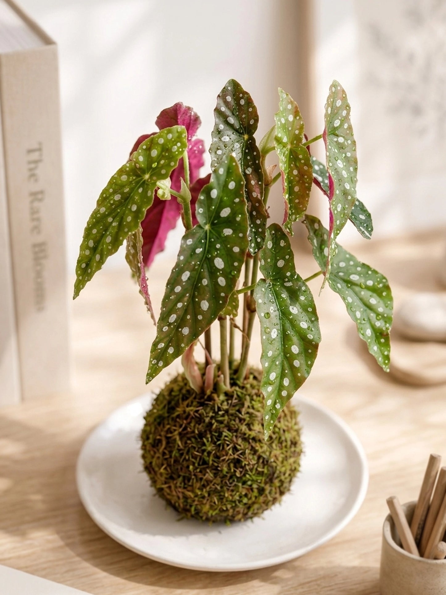 Polka Dot Begonia Kokedama 龜魚秋海棠苔蘚球，斜角展示，手工 Japanese Kokedama
