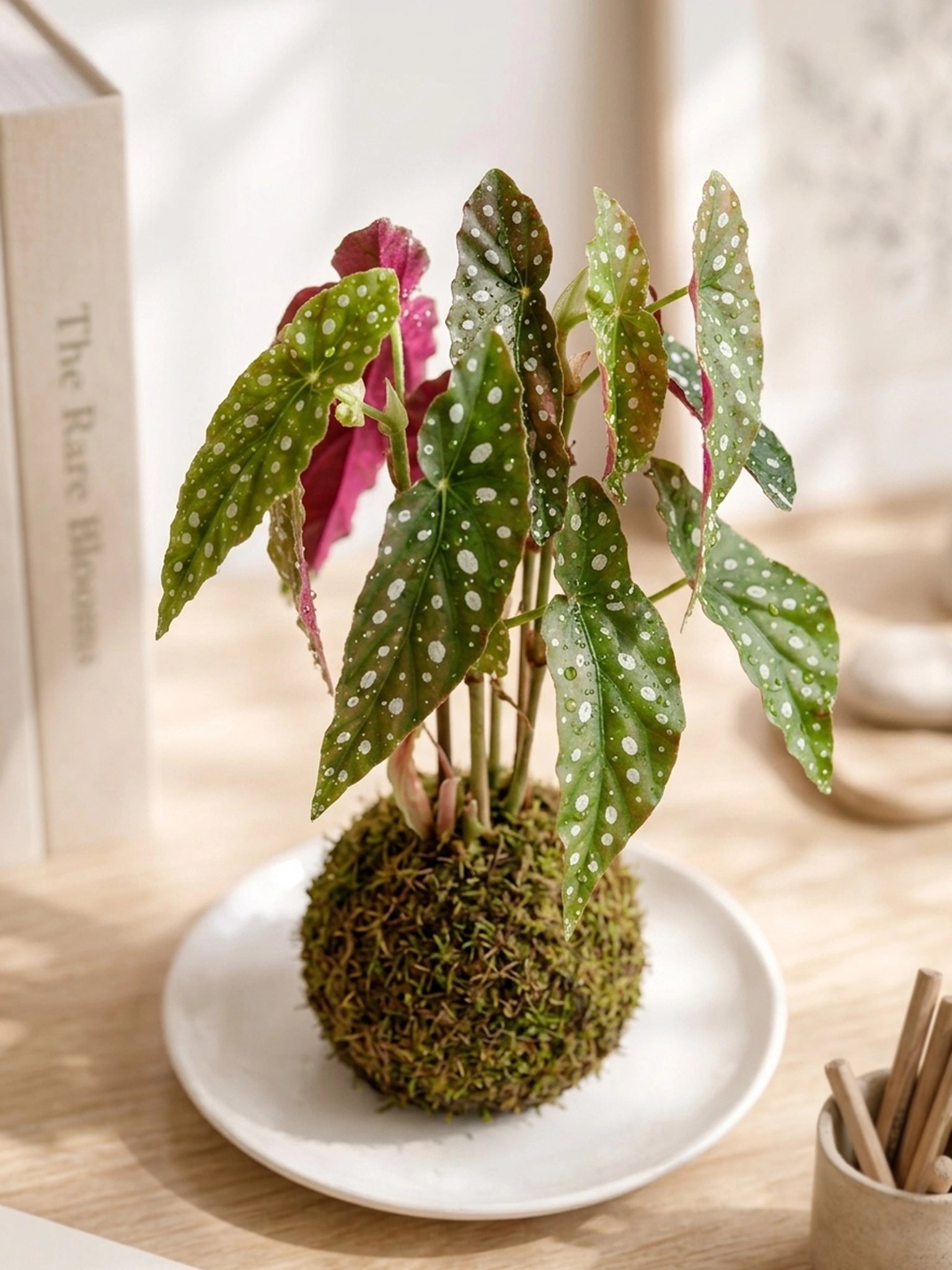Polka Dot Begonia Kokedama 龜魚秋海棠苔蘚球，斜角展示，手工 Japanese Kokedama