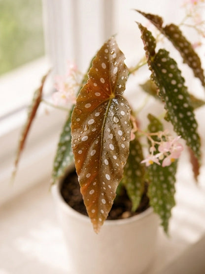 Side view of Polka Dot Begonia 鱒魚秋海棠 with angel wing leaves｜Foliage Plants Hong Kong｜Serene Haven Floristry