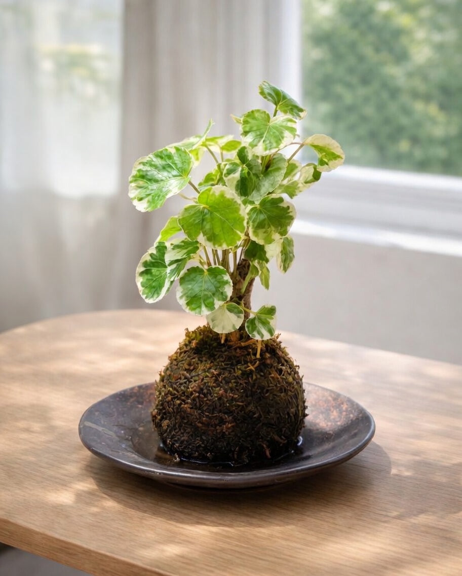 Polyscias Guilfoylei Kokedama｜花葉福祿桐苔蘚球